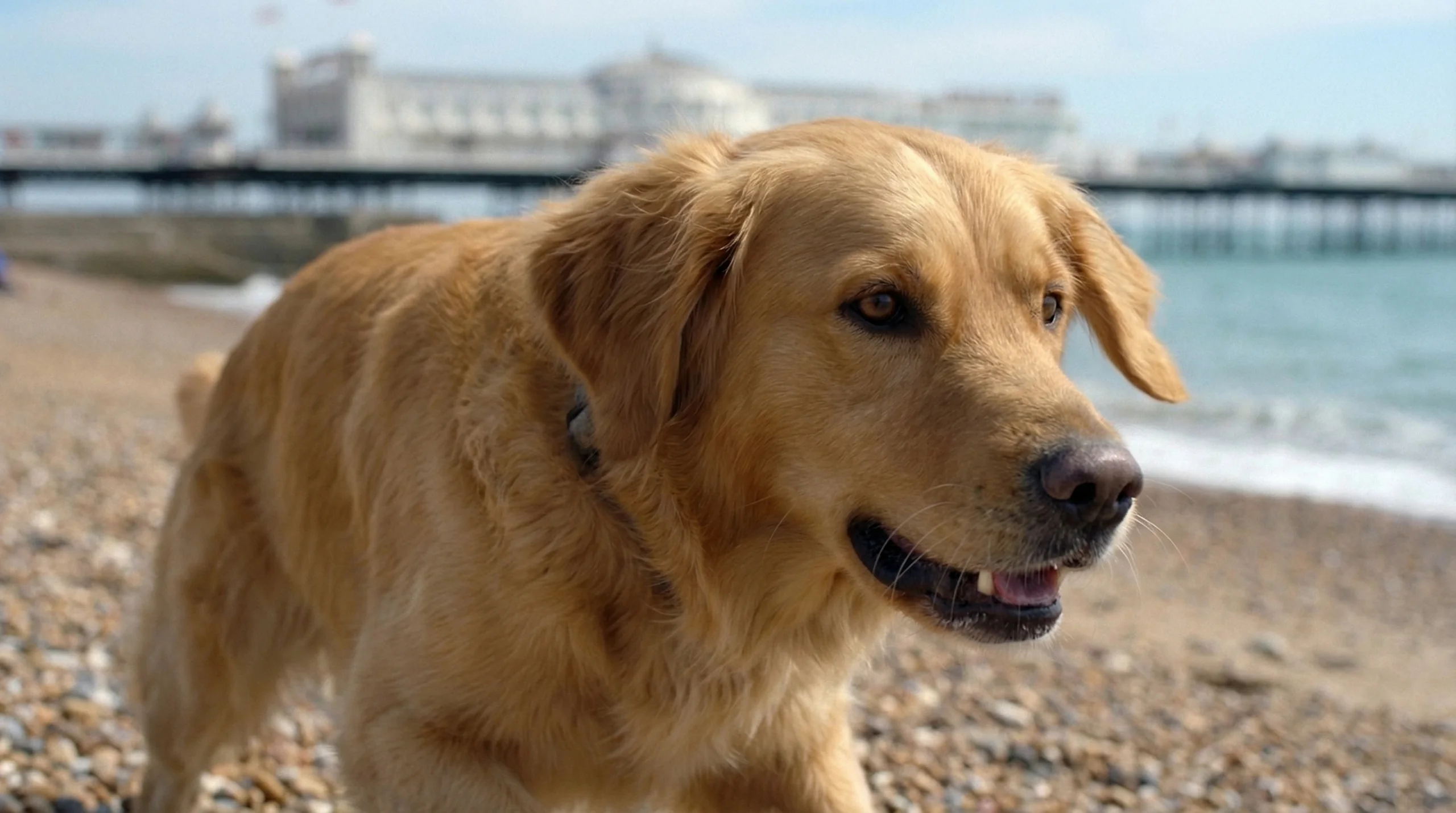 Dog poised to chase on Brighton beach